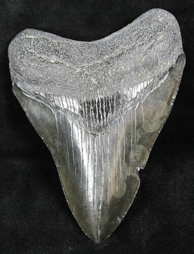Megalodon Tooth - Savannah, Georgia #26530